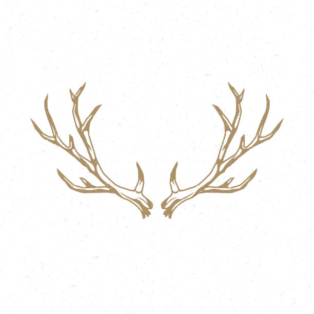 стокові ілюстрації на тему шаблон емблеми логотипу deer horns вручну - оленячий ріг