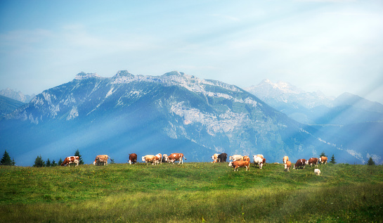 Cows on pasture in the morning. Dolomity mointains in the background, Italy.