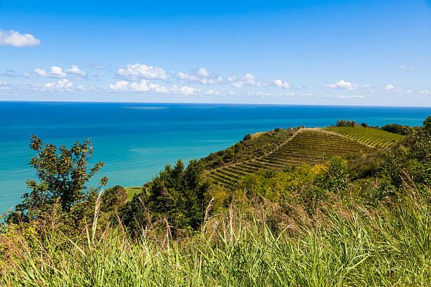 istock Rolling hills and vineyards over the Mediterranean Sea 486821622
