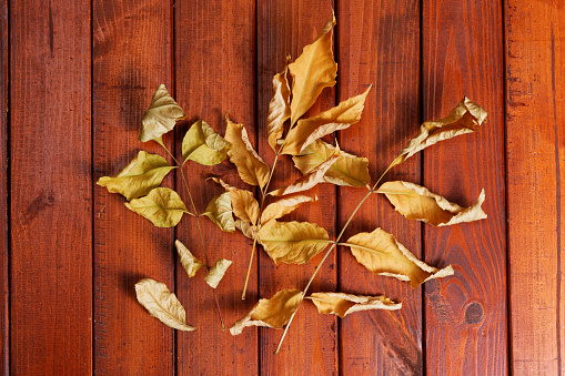 Fall leaves background with copy space for holiday messages