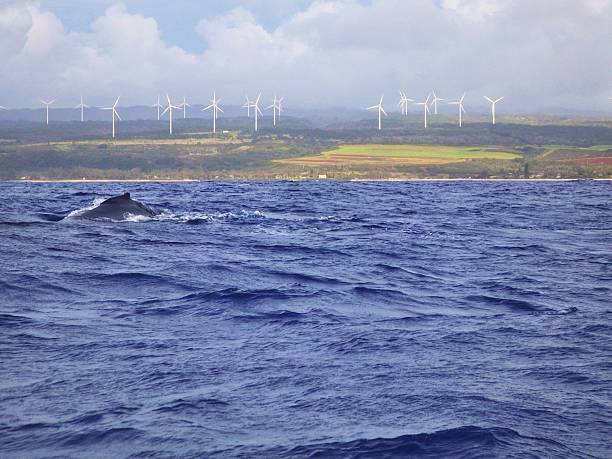 Dzikie Długopłetwiec wież wiatrowych z North Shore, Oahu – zdjęcie