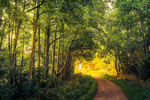 istock Road in a forest an early morning 486823256