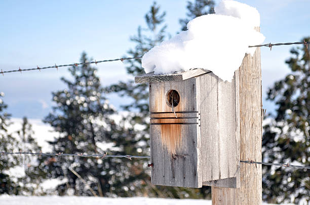 Bird House in the Snow stock photo