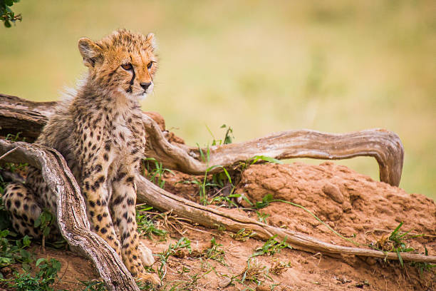 Cheetah With Cubs Sitting Stock Photos, Pictures & Royalty-Free Images - iStock Cheetah With Cubs Sitting Stock Photos, Pictures & Royalty-Free Images - iStock
