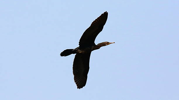 istock Indian Cormorant in Flight 486823958
