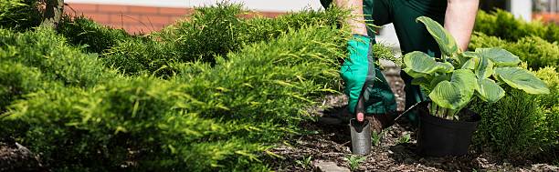 istock Horticulturist planting flower 486825118