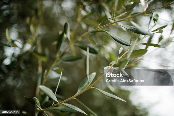 Nump Tree Olive Tree Stock Photo - Download Image Now - 2015, Green Color, Green ...