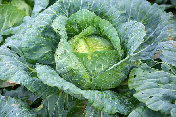 Ripe cabbage in the garden