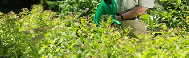 istock Man with watering can gardening 486826222