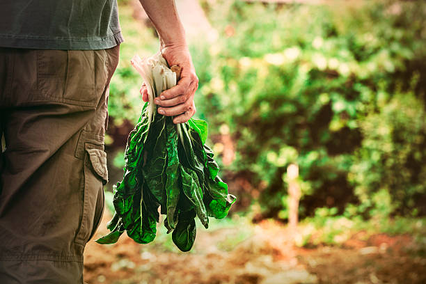 chard stock photo