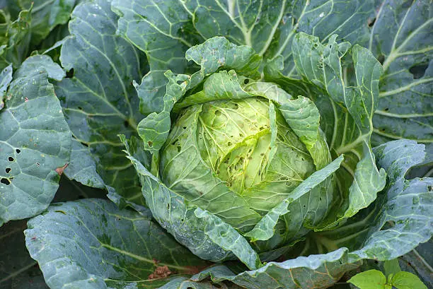 Ripe cabbage in the garden