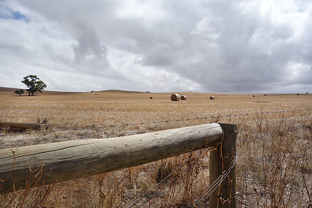istock Hay bales in field 486827390