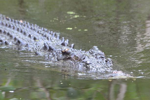 istock Saltwater crocodile in water 486827520