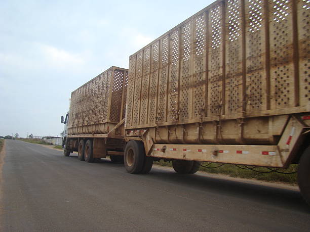 istock sugar cane truck going to the farm load 486827648