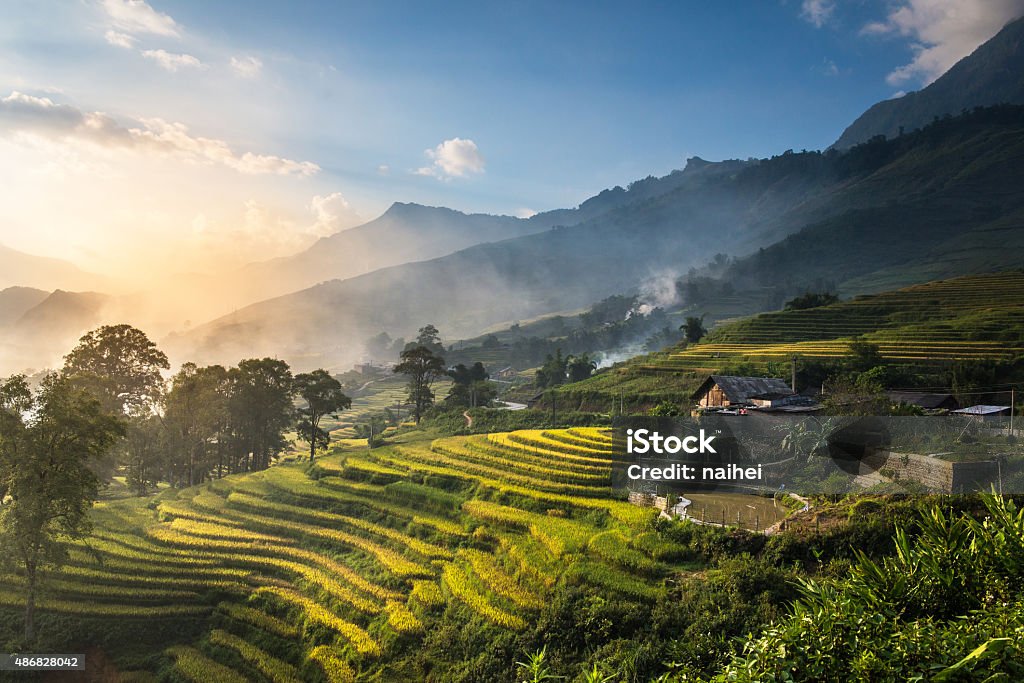 Rice fields on terraced in sunset at SAPA. Rice fields on terraced in sunset at SAPA, Lao Cai, Vietnam. Rice fields prepare the harvest at Northwest Vietnam Vietnam Stock Photo