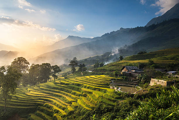 Rice fields on terraced in sunset at SAPA. Rice fields on terraced in sunset at SAPA, Lao Cai, Vietnam. Rice fields prepare the harvest at Northwest Vietnam terraced field stock pictures, royalty-free photos & images