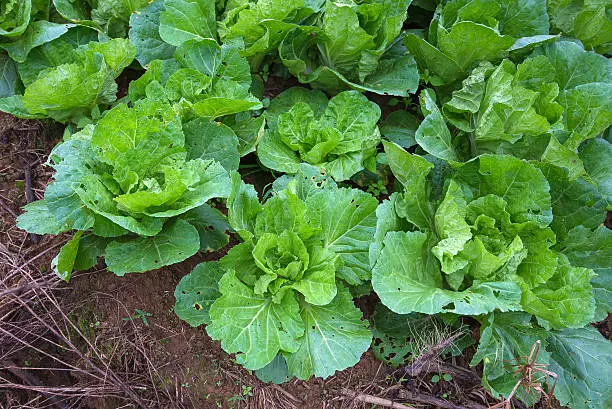 Ripe cabbage in the garden