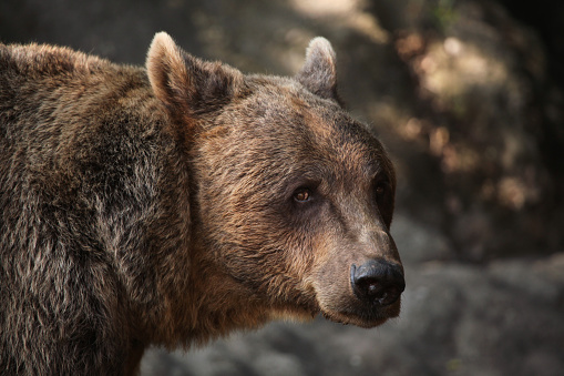 Brown bear (Ursus arctos). Wild life animal.