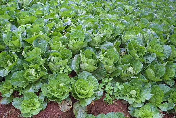 Ripe cabbage in the garden