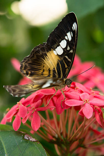 istock Butterfly feeding on pink flowers 486828848