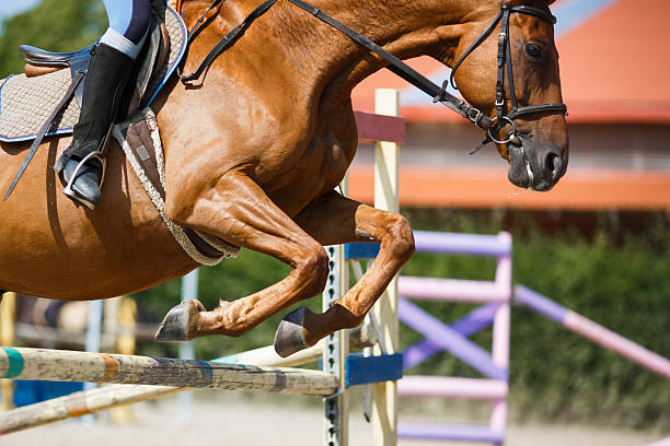 istock Horse rider jumping 486828860