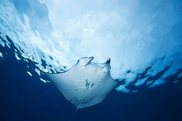 MANTA RAY / manta birostris stock photo