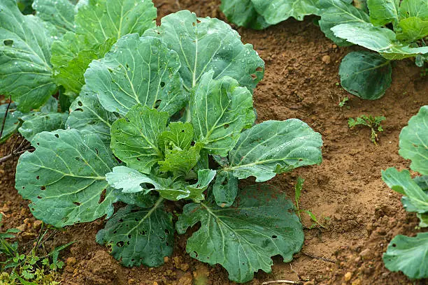 Ripe cabbage in the garden