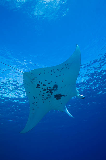 istock MANTA RAY/ manta birostris 486829260