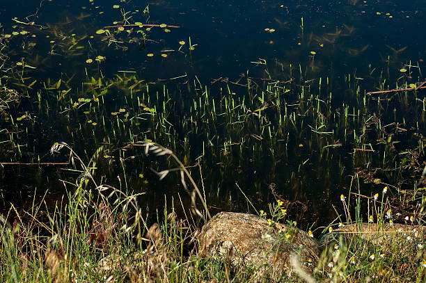 istock Pond area  plants at Kerkini lake 486829410