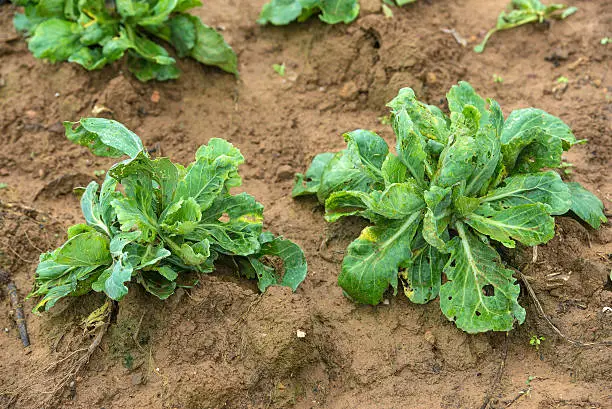 Ripe cabbage in the garden