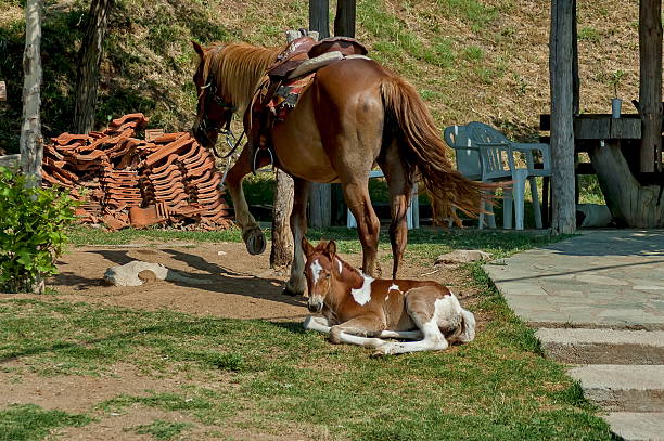 Horse and young foal by Kerkini lake, Greece