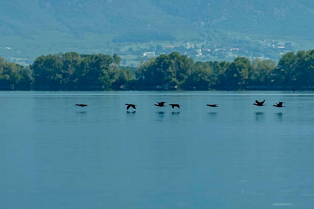 istock Heron in flight at Kerkini lake 486829526