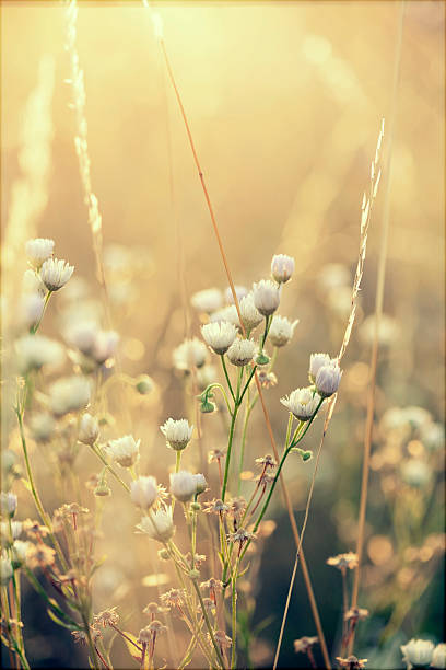 istock Close up on grass in the summer meadow after rain 486830470