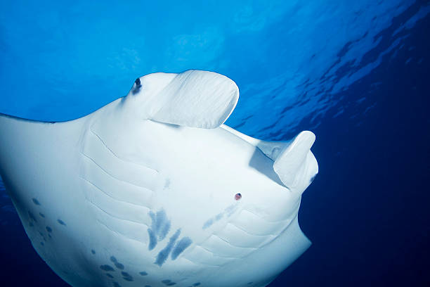 MANTA RAY / manta birostris stock photo