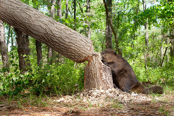 Working Hard Beaver, in the Forest Cutting Down a Large Oak Tree beaver stock pictures, royalty-free photos & images