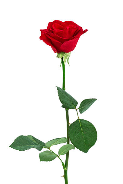 singola rosa rossa isolato - long stemmed rose foto e immagini stock