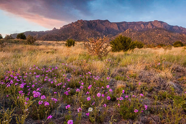 naturaleza paisaje de la puesta del sol - cactus blooming southwest usa flower head fotografías e imágenes de stock