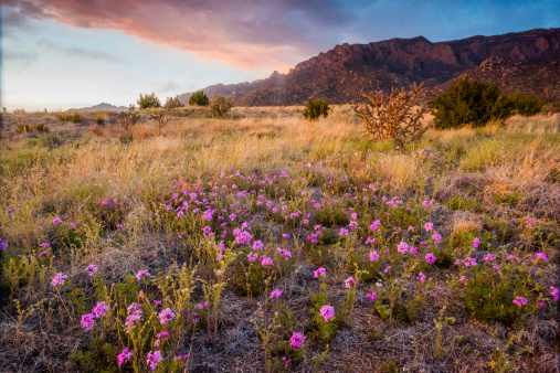 purple wildflower blooms grow underneath a rugged mountain ridge in a desert meadow with juniper and cactus.  horizontal wide angle composition.