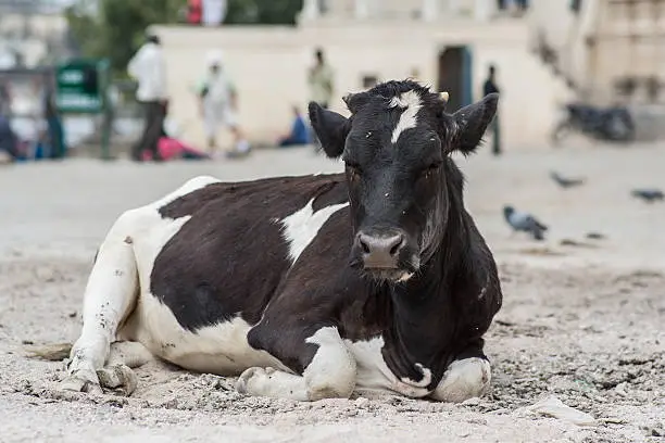 A Indian black and white cow resting on the ground in the afternoon near the lake in Udaipur, Rajastan