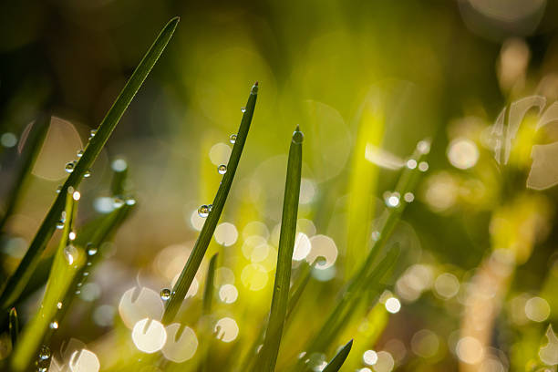 istock Closeup of waterdrops 486832849