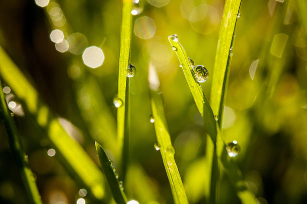 istock Closeup of waterdrops 486832865
