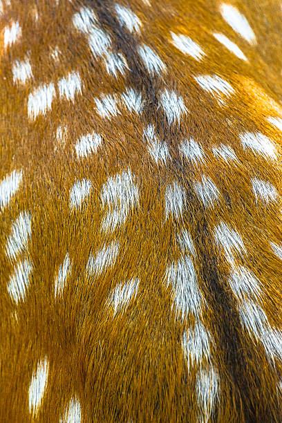 istock Colors of a Spotted Deer 486832942