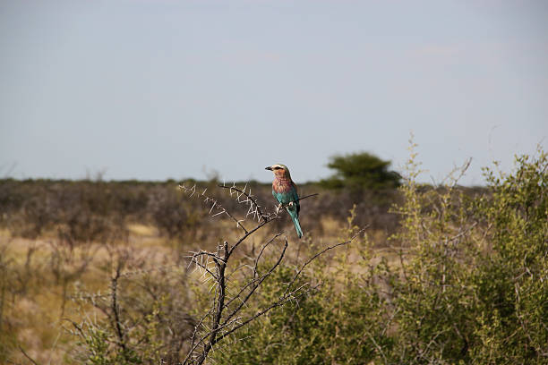 namibia: ghiandaia marina pettolilla al parco nazionale dell'etosha - ghiandaia marina pettolilla foto e immagini stock