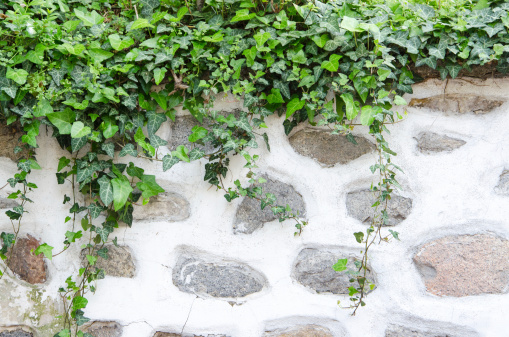 Old stone wall, plaster and green ivy