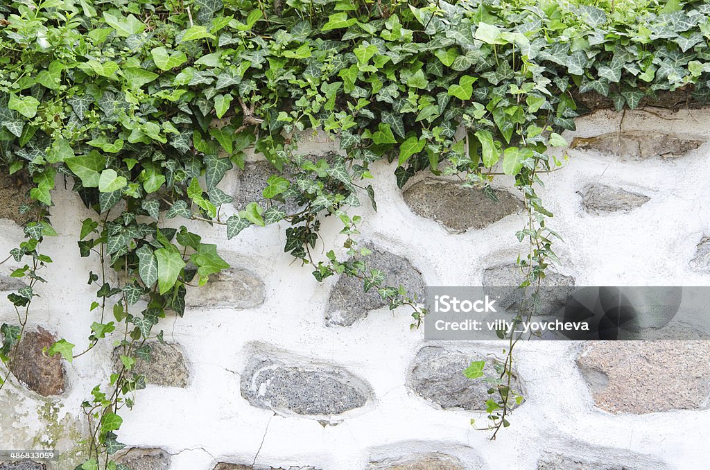 Old stone wall, plaster and green ivy Aging Process Stock Photo
