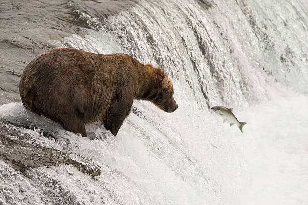 istock Brown bear watches salmon leaping towards it 486833252