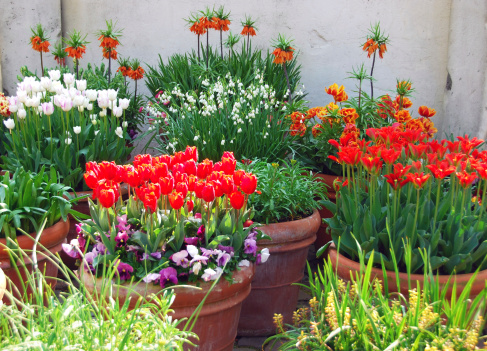 Large group of flower pots filled up with tulips and snowdrop plants.