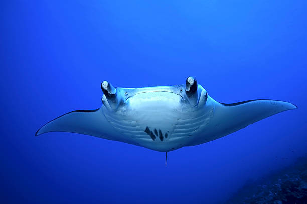 MANTA RAY/manta birostris stock photo