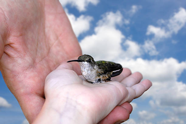 istock Releasing a Hummingbird Against a Beautiful Cloudscape 486833866