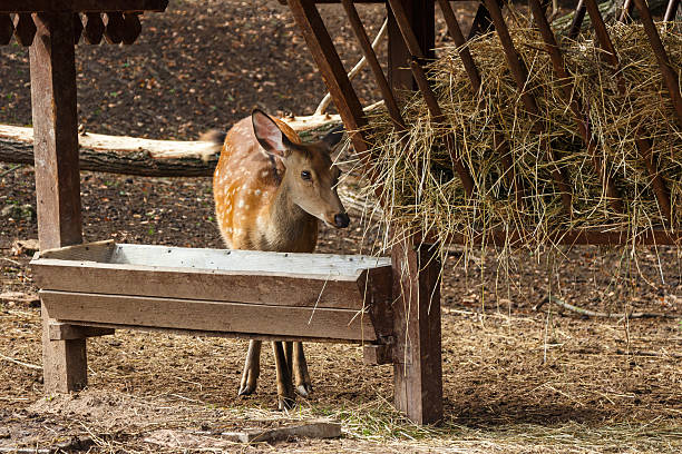 Doe come to eat the straw to the cratch